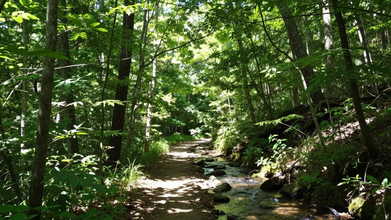 Troop GA-4100 members hiking along a forest trail in North Georgia.