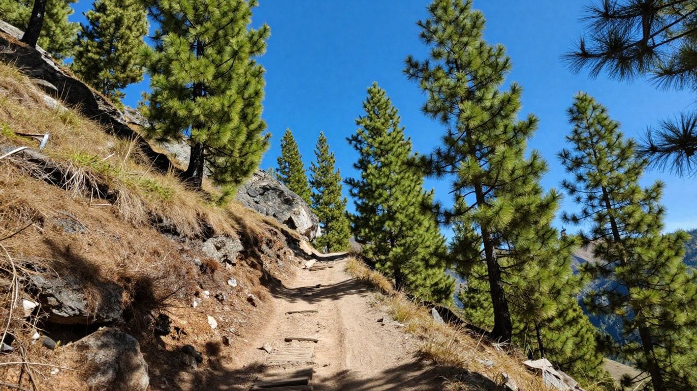 Hiking trail through a pine forest with clear blue sky, rugged terrain, and tall trees.