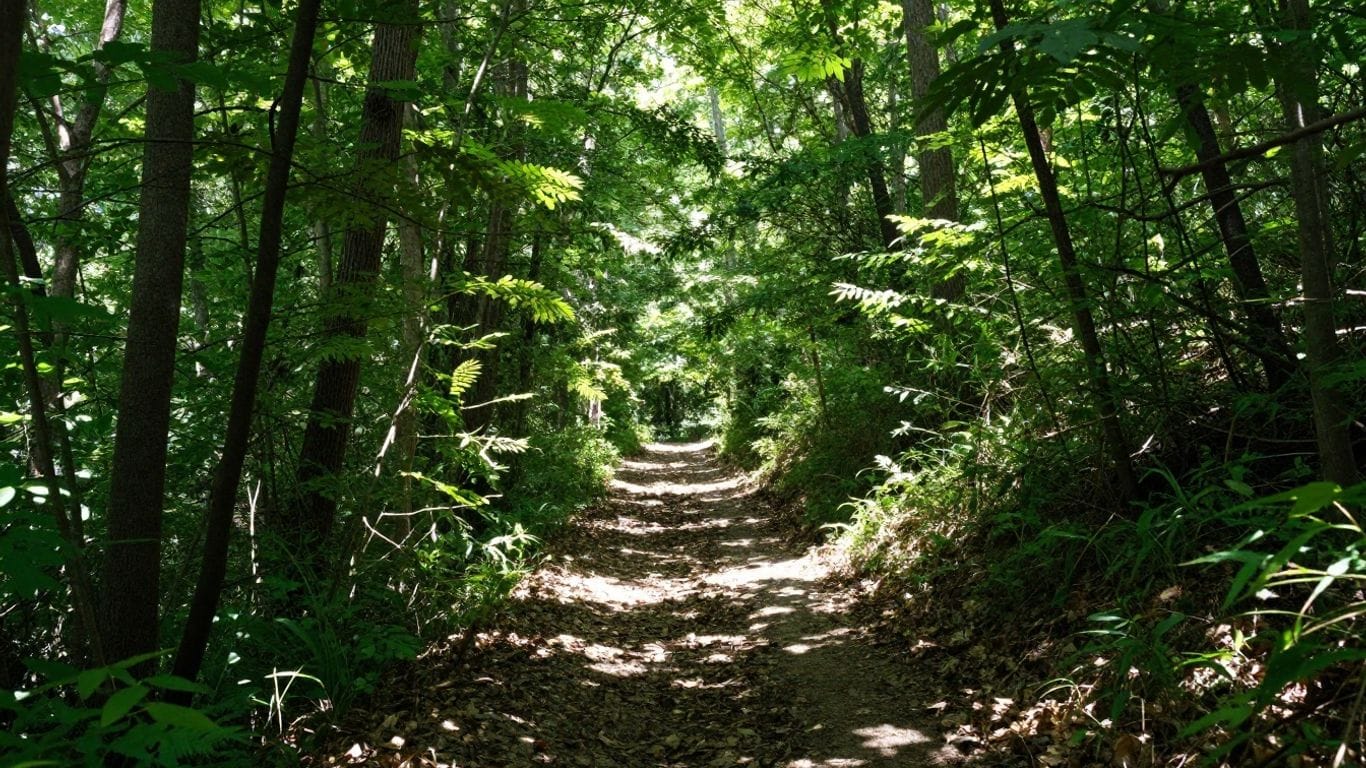 Forest trail at Dawson Forest WMA for hiking and outdoor activities.